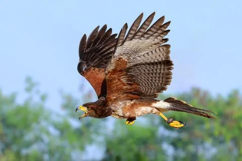 Harris's Hawk Stock Photos