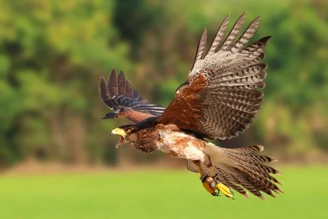 Harris's Hawk Stock Photos