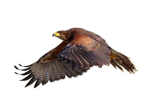 Harris's hawk Stock Photos
