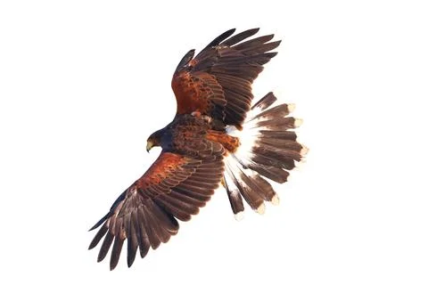 Harris's hawk Stock Photos