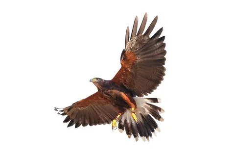 Harris's hawk Stock Photos