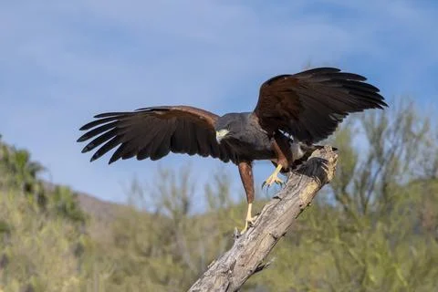 Harris's Hawk running down a Tree Branch Stock Photos