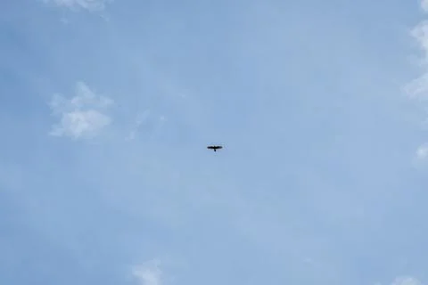 Harris's Hawk Soaring High in Clear Blue Sky with Expansive Copy Space Stock Photos