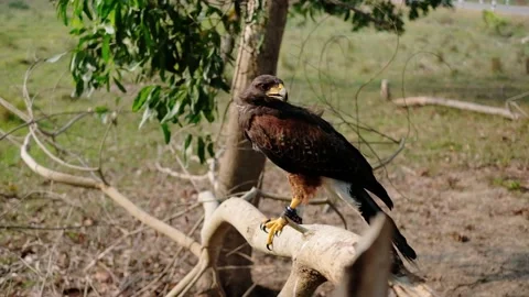 Harris's Hawk Take off when commanded by whistle Stock Footage 238571974