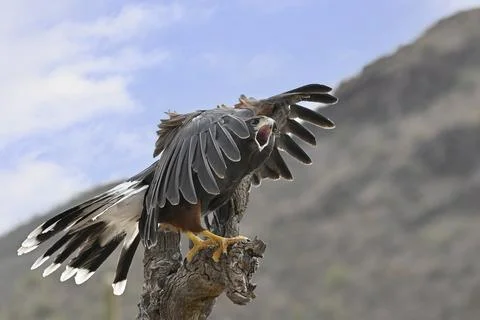 Harris's Hawk warning off an approaching Rival Stock Photos