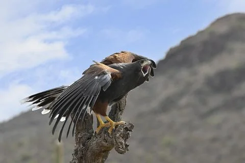 Harris's Hawk warning off an approaching Rival Stock Photos