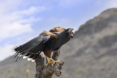 Harris's Hawk warning off an approaching Rival Stock Photos