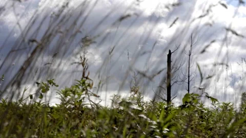 Harsh clouds overhead offer an eerie look to a low angle wild grass shot Stock Footage 140883274