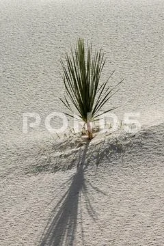 Harsh Desert Life Stock Photos