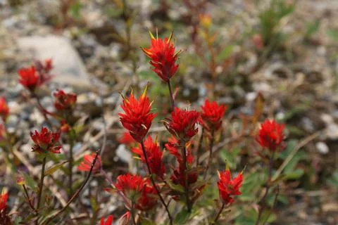 Harsh Paintbrush Stock Photos