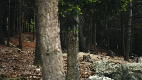 Harsh rocky pine forest in New Zealand Stock Footage 90149149