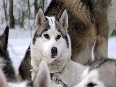 Harsh Sled Husky in the pack on leash Stock Video Pond5