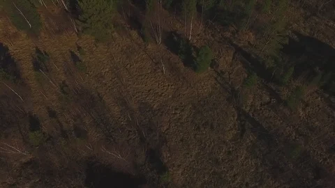 Harsh taiga of Siberia Stock Footage 103455278