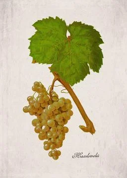Harslevelu Classic White Wine Grape Variety, Botanical Illustration Stock Illustration