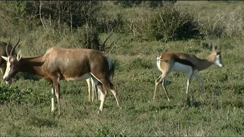 Hartebeast and Springbok antelope 스톡 동영상 90372540