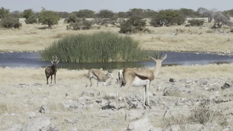 Hartebeest 03 Stock Footage 229496649