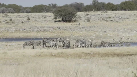 Hartebeest 05 Stock Footage 229629953