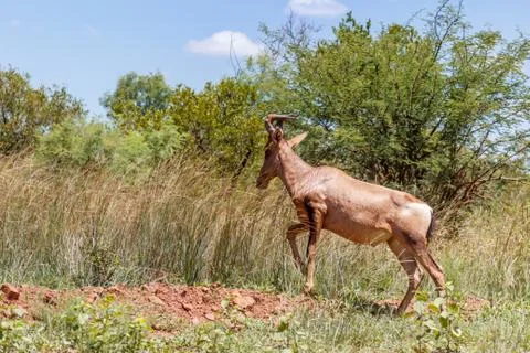 Hartebeest (Alcelaphus buselaphus) Stock Photos