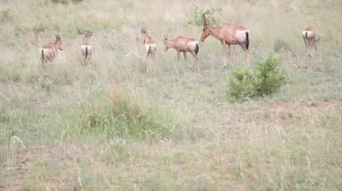 Hartebeest Antelope Herd Stock Footage 39886186