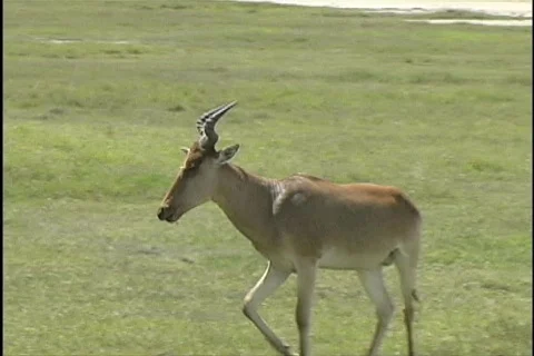 Hartebeest Stock Footage 96764