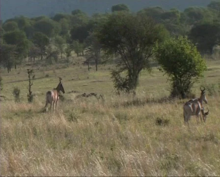 Hartebeest grazing Stock Footage 606913