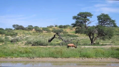 Hartebeest Grazing Vídeos de archivo 132763809