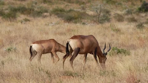 Hartebeest Grazing Stock Footage 201048810