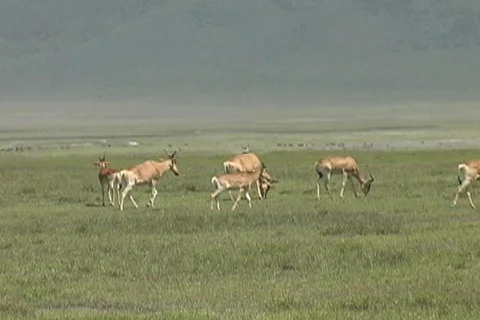 Hartebeest herd Stock Footage 572681