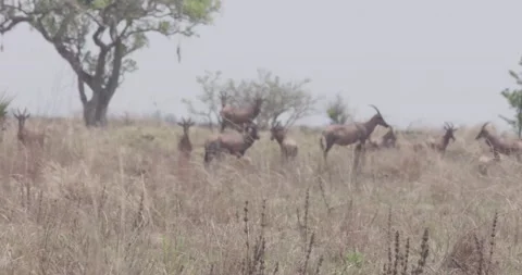 Hartebeest herd Vídeos de archivo 168322383