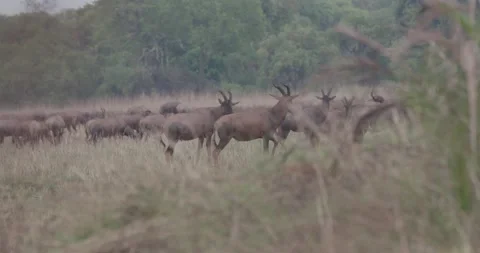 Hartebeest herd grazing Stock Footage 168322315