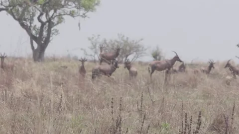 Hartebeest herd grazing Stock Footage 168324376