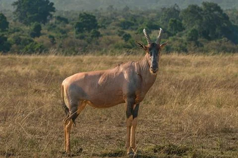 Hartebeest - Kenya Fotos de archivo