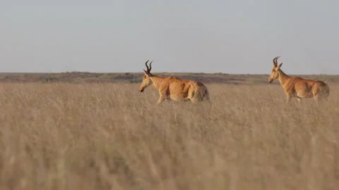 A Hartebeest running through tall dry grass at midday Stock Footage 310970448