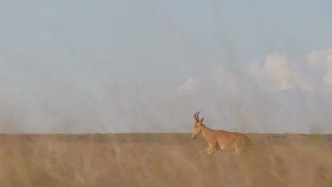 A Hartebeest running through tall dry grass at midday Video stock 310970865