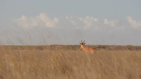 A Hartebeest walking in savannah at midday Stock Footage 310981469