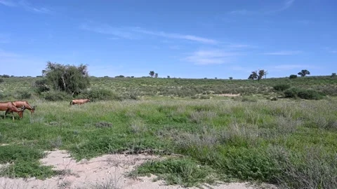 Hartebeests grazing Vídeos de archivo 132730002