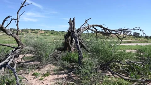 Hartebeests grazing Stock Footage 132732578