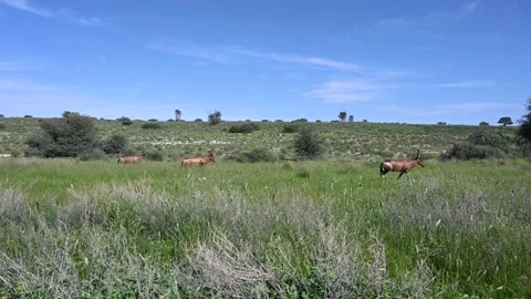 Hartebeests grazing Stock Footage 132732796