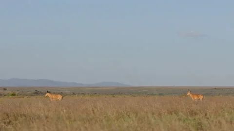 Hartebeests walking through tall dry grass in distant hills Vídeo Stock 310974857