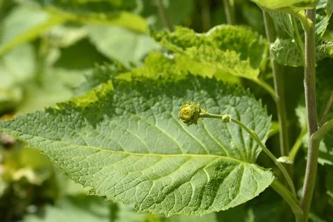Hartleaf oxeye Stock Photos