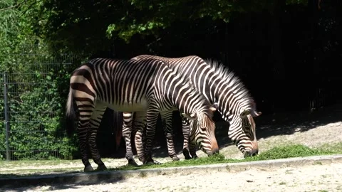 Hartmann's Mountain Zebra, Equus zebra hartmannae. An endangered zebra Stock Footage 250421333