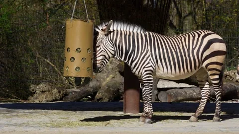 Hartmann's Mountain Zebra, Equus zebra hartmannae. Stock Footage 337638740