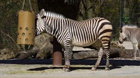 Hartmann's Mountain Zebra, Equus zebra hartmannae. Stock Footage 339271056