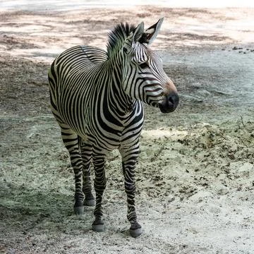 Hartmann's Mountain Zebra, Equus zebra hartmannae. An endangered zebra Stock Photos