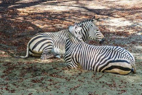 Hartmann's Mountain Zebra, Equus zebra hartmannae. An endangered zebra Stock Photos