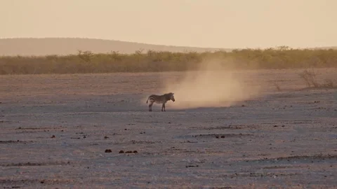 Hartmann's Mountain Zebra walking in sunset light at Etosha National Park Stock Footage 288454751