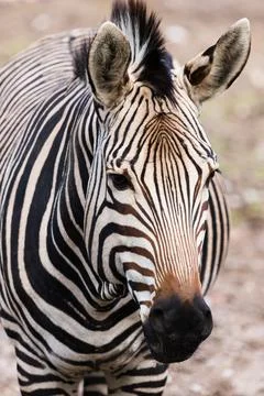 Hartmanns zebra up close Stock Photos