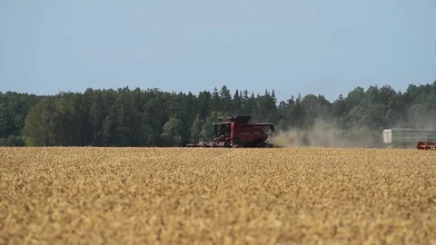 Harvesing of grain. Stock Footage 79024854
