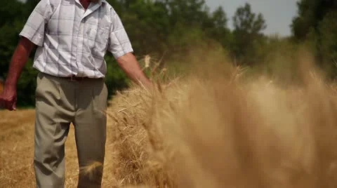 Harvest 004 Stock Footage 14815293