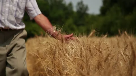 Harvest 005 Vídeos de archivo 14815278
